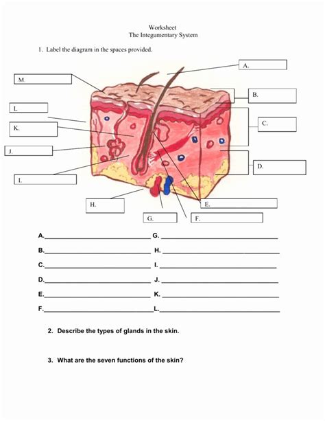 Integumentary System Worksheet Inside-out Anatomy: The Integ