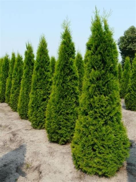 Thuja occidentalis ' Smaragd ' - Neth Green