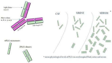 IJMS | Free Full-Text | Free Light Chains κ and λ as New Biomarkers of Selected Diseases