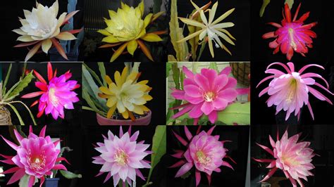 Epiphyllum hybrids mix - 10 seeds — rareplant