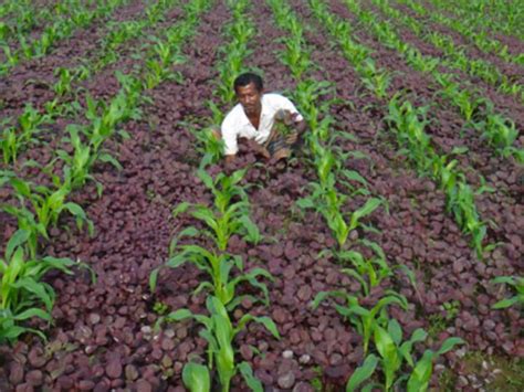 How media can boost agricultural development in Bangladesh | Devex