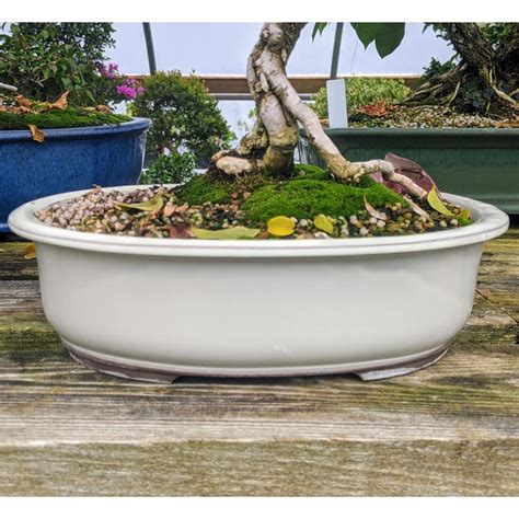 Oval Cream Glazed Japanese Bonsai Pot at BonsaiOutlet.com