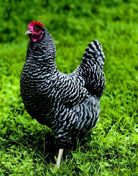 Chicken Breeds for Kids - Raising Chickens