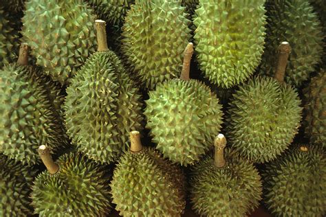 Spiny Green Durian Fruit Sold Photograph by Todd Gipstein