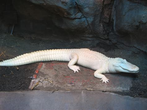 File:American Alligator 001.JPG - Wikimedia Commons