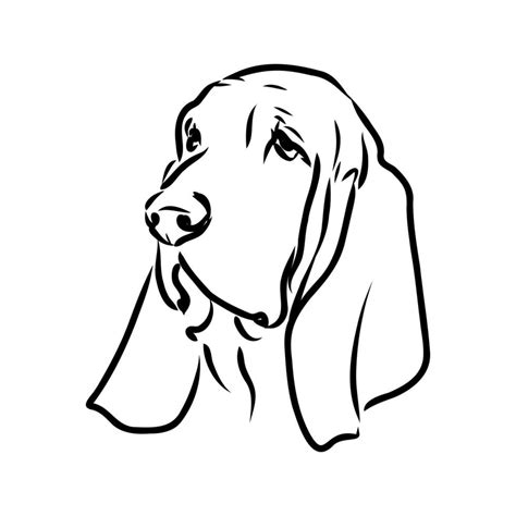 basset hound vector sketch 11976343 Vector Art at Vecteezy