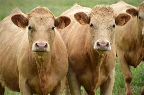 Cattle Fattening Methods, Techniques, and Tips | Agri Farming