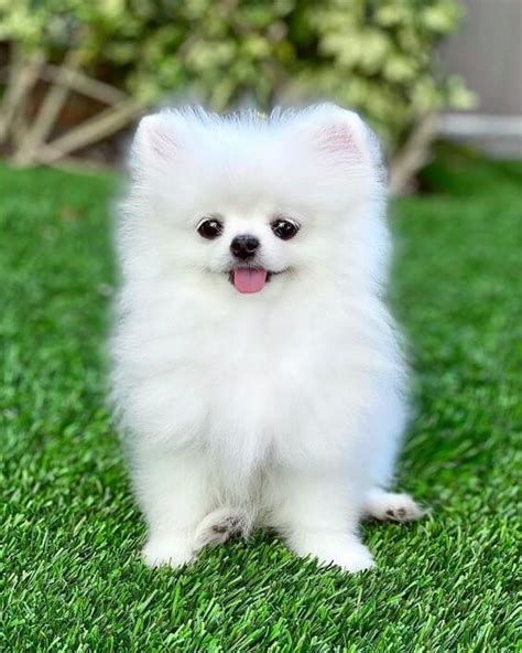 Pomeranian Dog Price In India 2021 - Pets Lovers