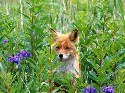 The Wildlife of Kamchatka. Kamchatka Mountains. Kamchatka Peninsula ...