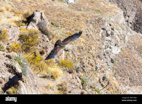 Flying condor over Colca canyon,Peru,South America. This is a condor ...