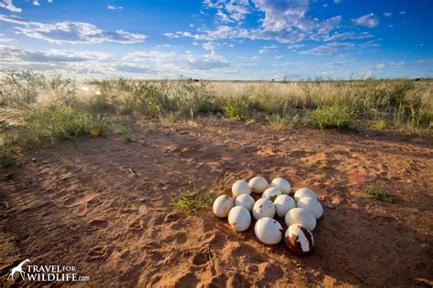 The Biggest Eggs in the World - Travel For Wildlife