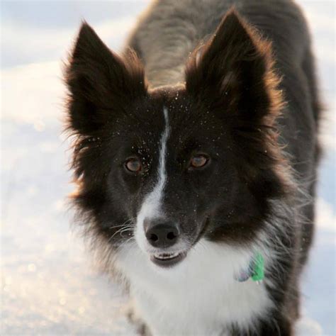 29 Adorable Border Collie mixes that will steal your heart - BorderCollieHealth