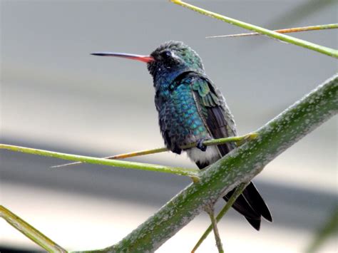 Xantus Hummingbird | One of the Xantus hummingbirds that per… | Flickr