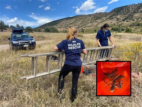 Northern Colorado Wildlife Center Rescues 5 Salamanders From Well