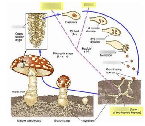 Club Fungi Life Cycle