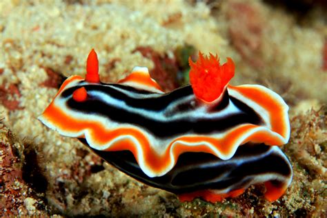 The astonishingly colorful world of the sea slug