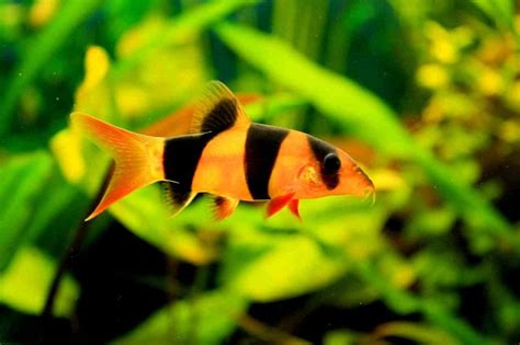 Clown Loach Fish Info, Care Sheet, Compatibility, Pictures