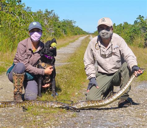 Snake-hunting dogs latest FWC anti-python strategy - Hernando Sun