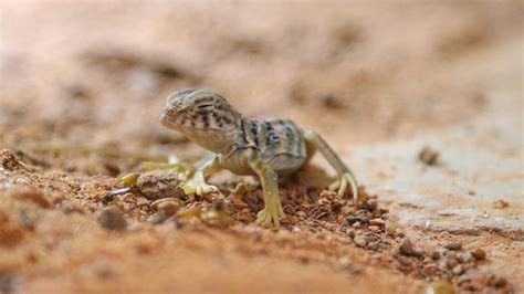 Collared iguana hatched from egg for the first time in years at DierenPark Amersfoort | Animals ...