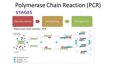 Polymerase chain reaction (PCR): Principle, procedure or steps, types ...