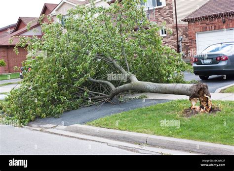 tree fall down broken damage street house driveway danger Stock Photo - Alamy