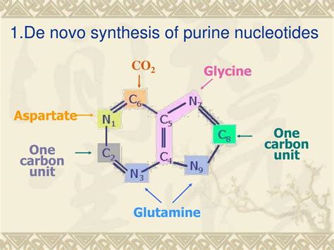 PPT - Nucleotide metabolism PowerPoint Presentation, free download - ID:4642655