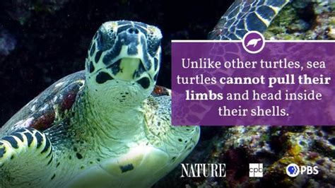 Sea Turtle Fact Sheet | Blog | Nature | PBS