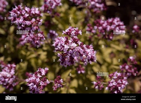 Oregano Organic. Flowering bushes of oregano (Origanum) in the meadow ...