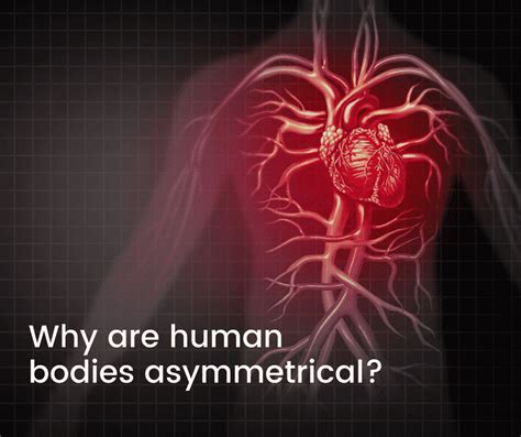 Why are human bodies asymmetrical? – Thumper Massager Inc.