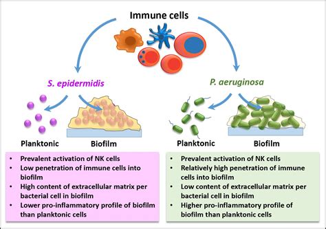 Microorganisms | Free Full-Text | Planktonic and Biofilm-Associated ...