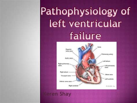 What Is Lv Heart Function | semashow.com