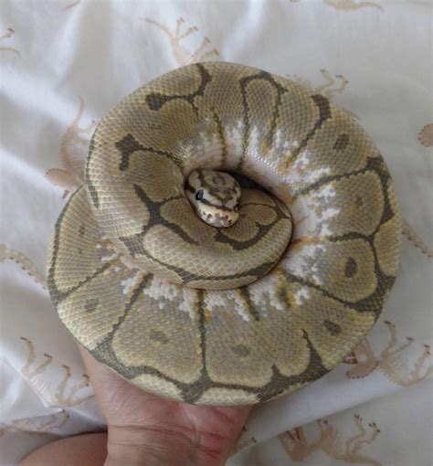 a very nice honey bun w/ icing : r/Sneks