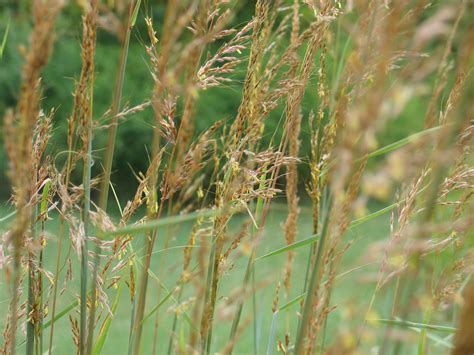 Three Iconic Prairie Grasses to Add to Your Landscape - Dyck Arboretum