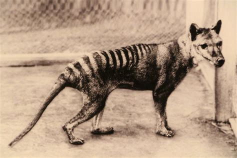 People Have Reportedly Spotted The Tasmanian Tiger 80 Years After Its Extinction