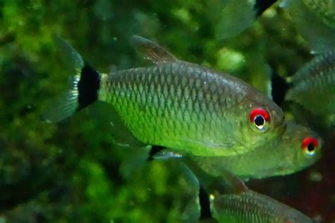 Red Eye Tetra 101: Care, Diet, Tank Size, Tank Mates & More