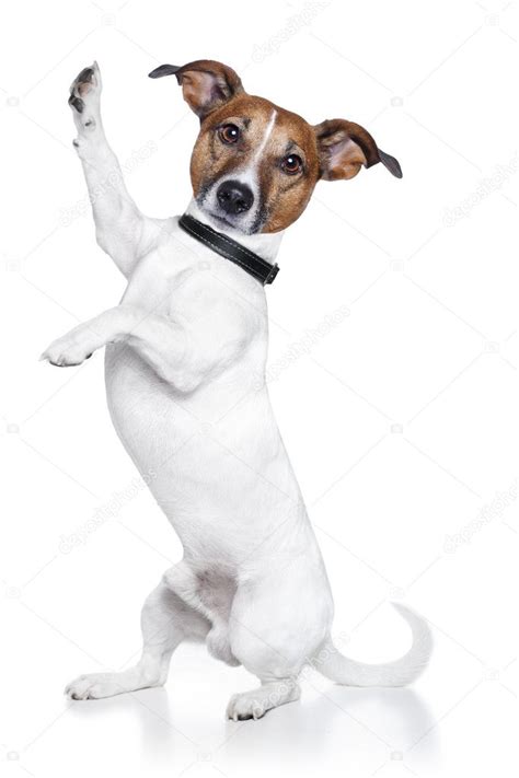 Dog high five — Stock Photo © damedeeso #9202649