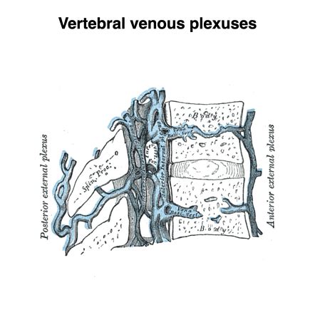 Vertebral Venous Plexus