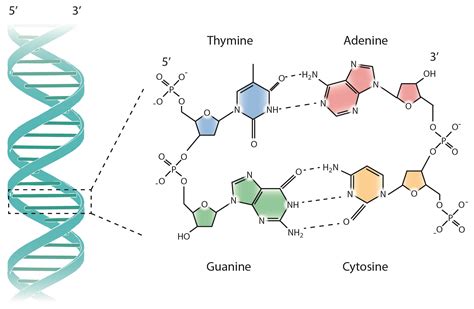 Macromolecules | QCE Biology