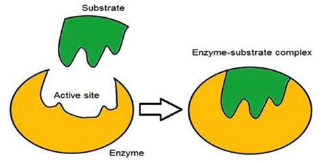 Mechanism of Enzyme Catalysis - QS Study