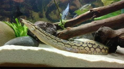 Tire-Track Eel 101: Care, Diet, Tank Size, Tank Mates & More