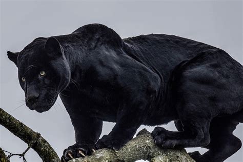 About to make a powerful jump | Panther facts, Panther, Black panther