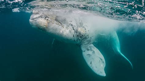 A Rare White Whale Has Been Filmed Off the Coast of Mexico