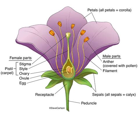 the parts of a flower with labels on it and labeled in english, spanish ...