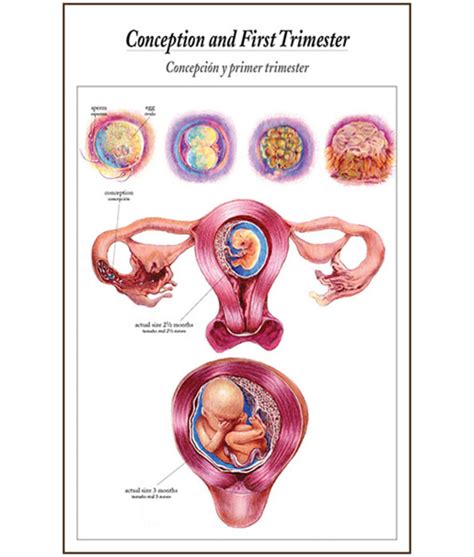 The Process of Giving Birth Flip Chart | Birth International