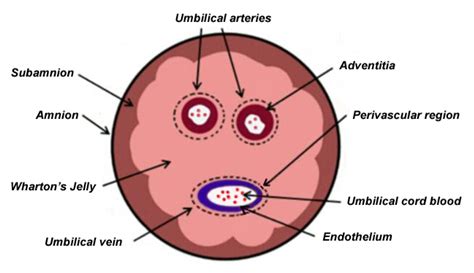 IJMS | Free Full-Text | Wharton’s Jelly-Derived Mesenchymal Stem Cells ...