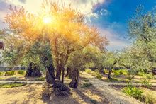 Garden Of Gethsemane Free Stock Photo - Public Domain Pictures