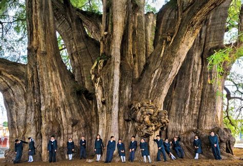 The gigantic Tule Tree in Mexico has the stoutest trunk of any tree in ...