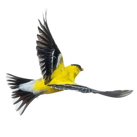 American Goldfinch_001 - Wild Birds Flying