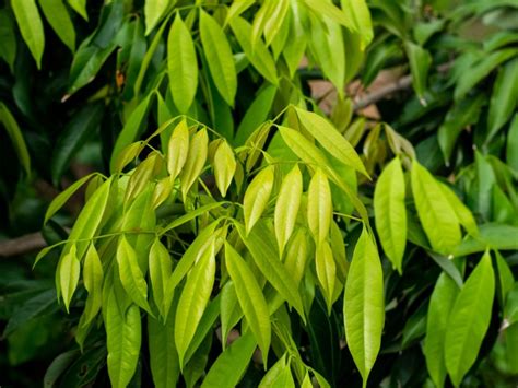 Tips & Information about Lychee Tree - Gardening Know How