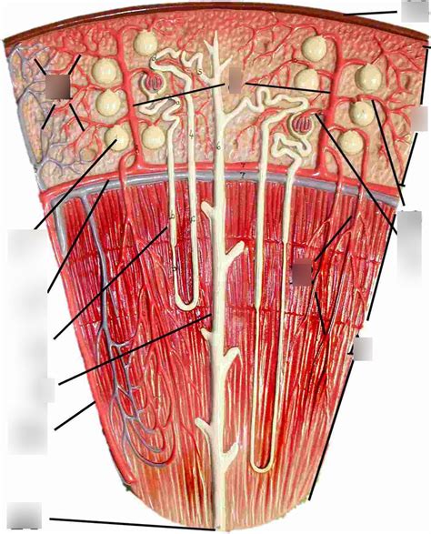 kidney pyramid and nephron Diagram | Quizlet